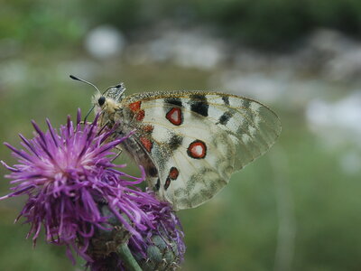 Papilionidae-Parnassiinae-Parnassius apollo-Colmars-les-Alpes, B000137