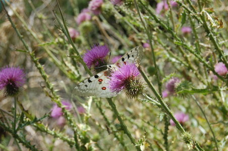 Papilionidae-Parnassiinae-Parnassius apollo-Colmars-les-Alpes, C000456