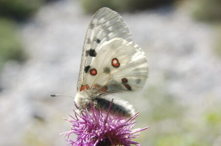 Papilionidae-Parnassiinae-Parnassius apollo-Colmars-les-Alpes, 000845