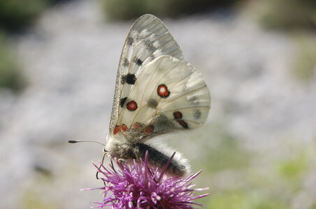 Papilionidae-Parnassiinae-Parnassius apollo-Colmars-les-Alpes, 000846