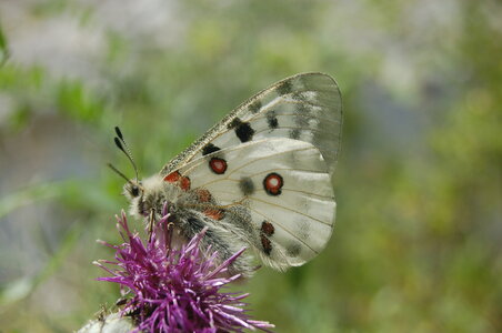 Papilionidae-Parnassiinae-Parnassius apollo-Colmars-les-Alpes, 000848