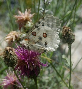 Papilionidae-Parnassiinae-Parnassius apollo-Colmars-les-Alpes, 001582