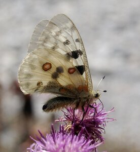 Papilionidae-Parnassiinae-Parnassius apollo-Colmars-les-Alpes, B001054