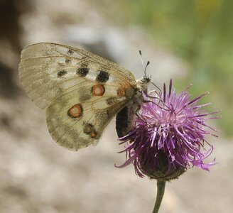Papilionidae-Parnassiinae-Parnassius apollo-Colmars-les-Alpes, B001058