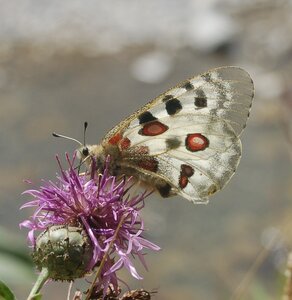 Papilionidae-Parnassiinae-Parnassius apollo-Colmars-les-Alpes, B001082