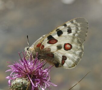 Papilionidae-Parnassiinae-Parnassius apollo-Colmars-les-Alpes, B001084