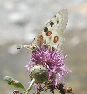Papilionidae-Parnassiinae-Parnassius apollo-Colmars-les-Alpes, B001090