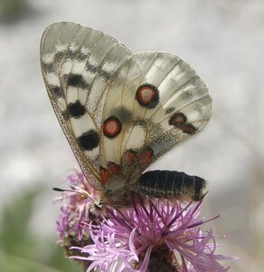 Papilionidae-Parnassiinae-Parnassius apollo-Colmars-les-Alpes, B001139