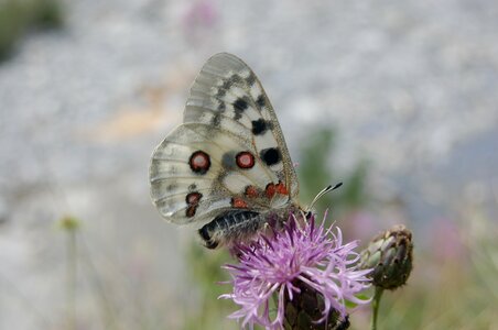 Papilionidae-Parnassiinae-Parnassius apollo-Colmars-les-Alpes, B001145
