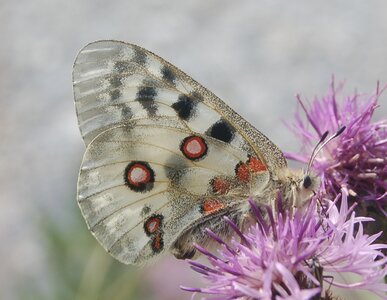 Papilionidae-Parnassiinae-Parnassius apollo-Colmars-les-Alpes, B001159