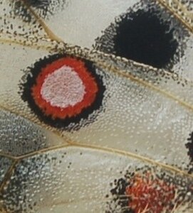 Papilionidae-Parnassiinae-Parnassius apollo-Colmars-les-Alpes, Copie de B001173