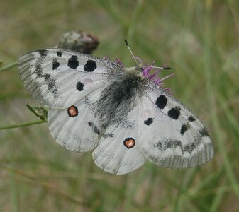 Papilionidae-Parnassiinae-Parnassius apollo-Colmars-les-Alpes, 000125