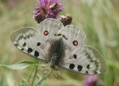 Papilionidae-Parnassiinae-Parnassius apollo-Colmars-les-Alpes, 000137