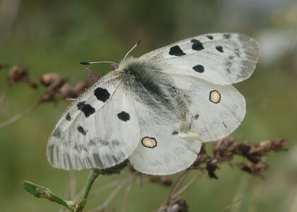 Papilionidae-Parnassiinae-Parnassius apollo-Colmars-les-Alpes, 000170