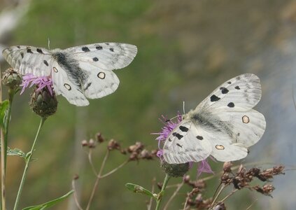 Papilionidae-Parnassiinae-Parnassius apollo-Colmars-les-Alpes, 000177