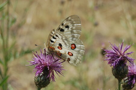 Papilionidae-Parnassiinae-Parnassius apollo-Colmars-les-Alpes, DSC_0558-1
