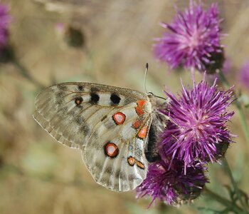 Papilionidae-Parnassiinae-Parnassius apollo-Colmars-les-Alpes, DSC_0565-1