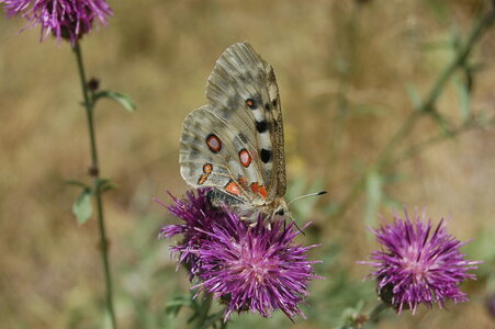 Papilionidae-Parnassiinae-Parnassius apollo-Colmars-les-Alpes, DSC_0567-1