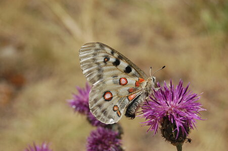 Papilionidae-Parnassiinae-Parnassius apollo-Colmars-les-Alpes, DSC_0582-1