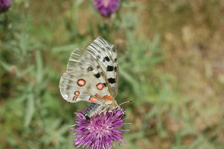 Papilionidae-Parnassiinae-Parnassius apollo-Colmars-les-Alpes, DSC_0587-1