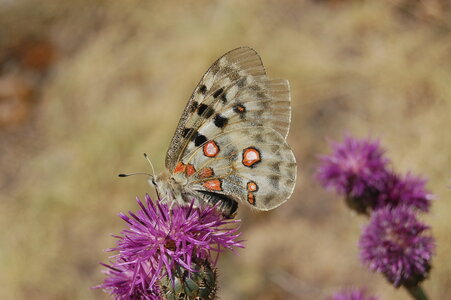 Papilionidae-Parnassiinae-Parnassius apollo-Colmars-les-Alpes, DSC_0591-1