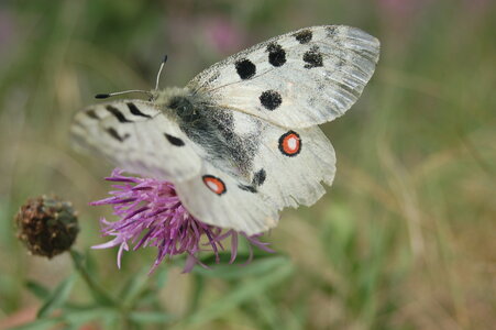 Papilionidae-Parnassiinae-Parnassius apollo-Colmars-les-Alpes, DSC_0612-1