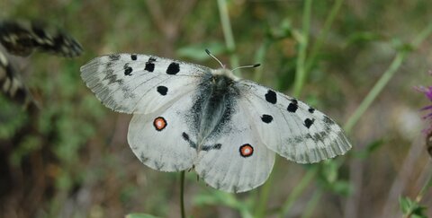 Papilionidae-Parnassiinae-Parnassius apollo-Colmars-les-Alpes, DSC_0621-1
