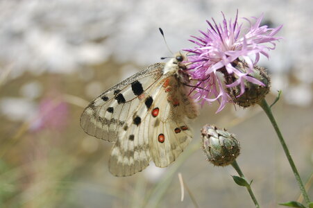 Papilionidae-Parnassiinae-Parnassius apollo-Colmars-les-Alpes, DSC_0628-1