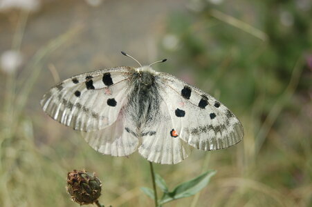 Papilionidae-Parnassiinae-Parnassius apollo-Colmars-les-Alpes, DSC_0635-1