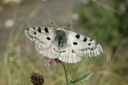 Papilionidae-Parnassiinae-Parnassius apollo-Colmars-les-Alpes, DSC_0636-1