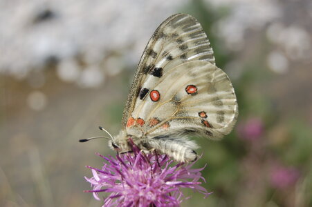 Papilionidae-Parnassiinae-Parnassius apollo-Colmars-les-Alpes, DSC_0639-1