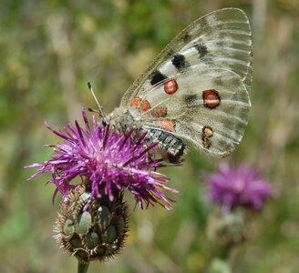Papilionidae-Parnassiinae-Parnassius apollo-Colmars-les-Alpes, DSC_0687