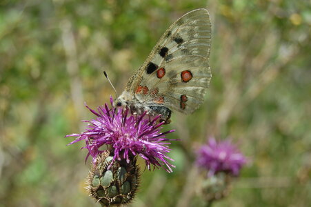 Papilionidae-Parnassiinae-Parnassius apollo-Colmars-les-Alpes, DSC_0691-1