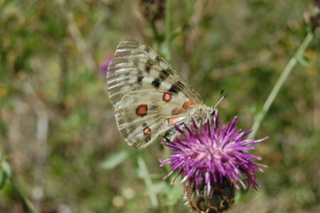 Papilionidae-Parnassiinae-Parnassius apollo-Colmars-les-Alpes, DSC_0699-1