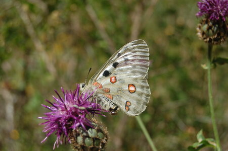 Papilionidae-Parnassiinae-Parnassius apollo-Colmars-les-Alpes, DSC_0705-1