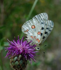 Papilionidae-Parnassiinae-Parnassius apollo-Colmars-les-Alpes, Copie de DSC_0722-1