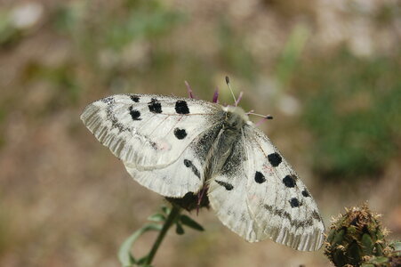 Papilionidae-Parnassiinae-Parnassius apollo-Colmars-les-Alpes, DSC_0739-1 - Copie