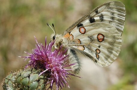 Papilionidae-Parnassiinae-Parnassius apollo-Colmars-les-Alpes, Copie  2  de DSC_0741-1