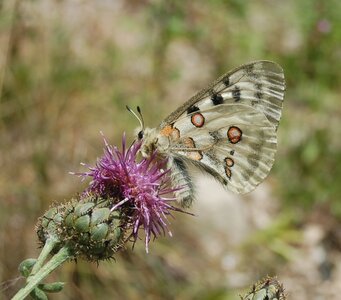 Papilionidae-Parnassiinae-Parnassius apollo-Colmars-les-Alpes, Copie de DSC_0741-1