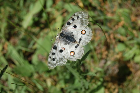 Papilionidae-Parnassiinae-Parnassius apollo-Colmars-les-Alpes, DSC_0284