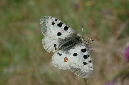 Papilionidae-Parnassiinae-Parnassius apollo-Colmars-les-Alpes, DSC_0373