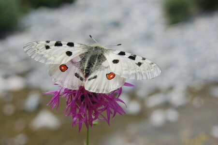Papilionidae-Parnassiinae-Parnassius apollo-Colmars-les-Alpes, DSC_0376