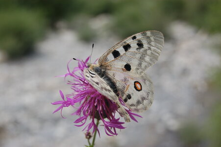 Papilionidae-Parnassiinae-Parnassius apollo-Colmars-les-Alpes, DSC_0423