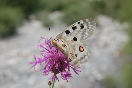 Papilionidae-Parnassiinae-Parnassius apollo-Colmars-les-Alpes, DSC_0424