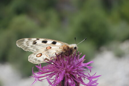 Papilionidae-Parnassiinae-Parnassius apollo-Colmars-les-Alpes, DSC_0433