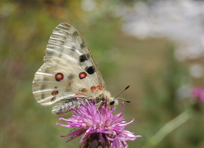 Papilionidae-Parnassiinae-Parnassius apollo-Colmars-les-Alpes, DSC_0451