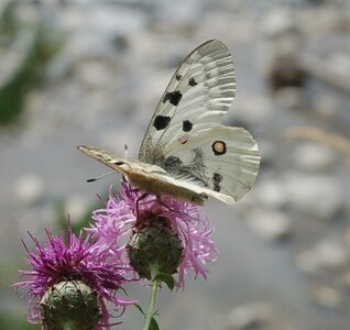 Papilionidae-Parnassiinae-Parnassius apollo-Colmars-les-Alpes, DSC_0929-1