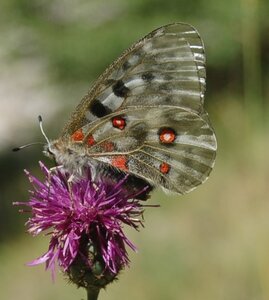 Papilionidae-Parnassiinae-Parnassius apollo-Colmars-les-Alpes, DSC_0711