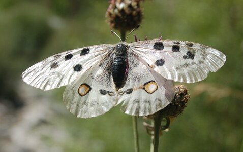 Papilionidae-Parnassiinae-Parnassius apollo-Colmars-les-Alpes, DSC_0844