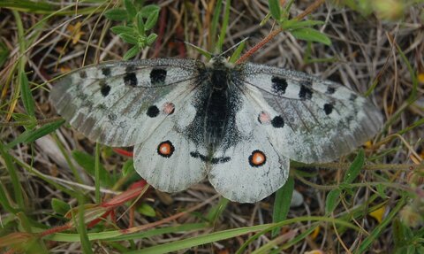 Papilionidae-Parnassiinae-Parnassius apollo-Colmars-les-Alpes, DSC_0910